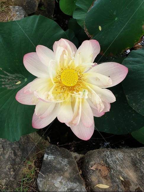 lotus,꽃,식물,연꽃,flower,식물,자연,plants,nature