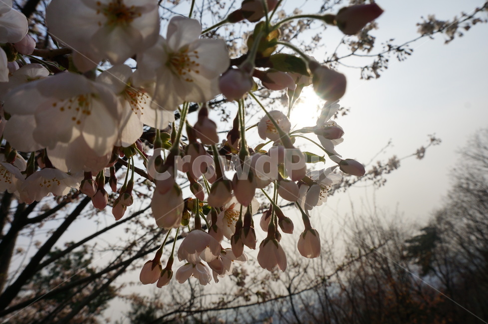 벚꽃,봄,식물,자연,flower