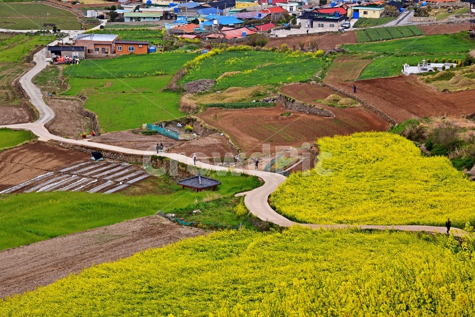 전남,완도,청산도,청산도유채밭,청산도슬로시티,유채밭,바다,해안가,outdoors,옥외,nature,자연,츅제,봄꽃,계절,경치,경관,풍경,어촌,농업,농사,person,사람,human,인간,farm,농장,rural,농촌,meadow,목초지,자연,풍경,nature,landscape,한국자연풍경,한국자연경관,korea nature landscape,시골,마을,country,rural,town