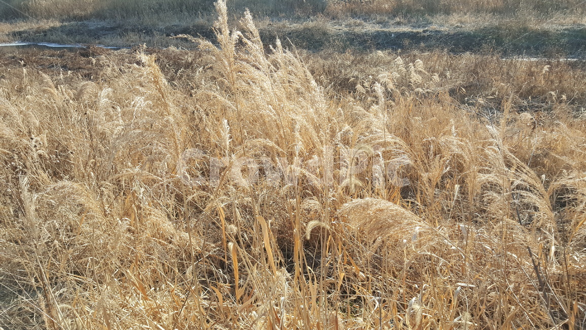 겨울,산책로,겨울풍경,야외,겨울산책로,공원,풍경,자연,풍경,nature,landscape,plant,식물,grass,잔디