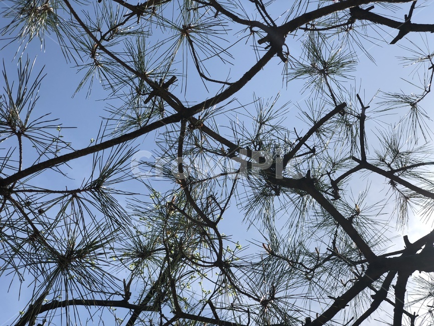 나무,소나무,하늘,자연,풍경,tree,sky