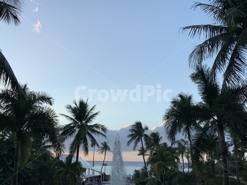 sky,cloud,guam,괌,하늘,구름,야자수,자연,풍경,nature,landscape,summer,여름,tree,나무,palm tree,plant,식물