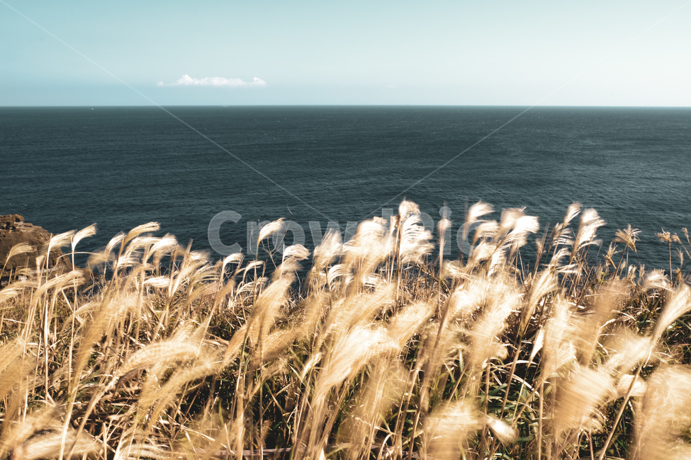 갈대,식물,reed,plant,바다,풍경,자연,경치,scenery,해안,ocean,가을,계절,fall,autumn,season,자연,풍경,nature,landscape,식물,plants,grass,잔디,lawn