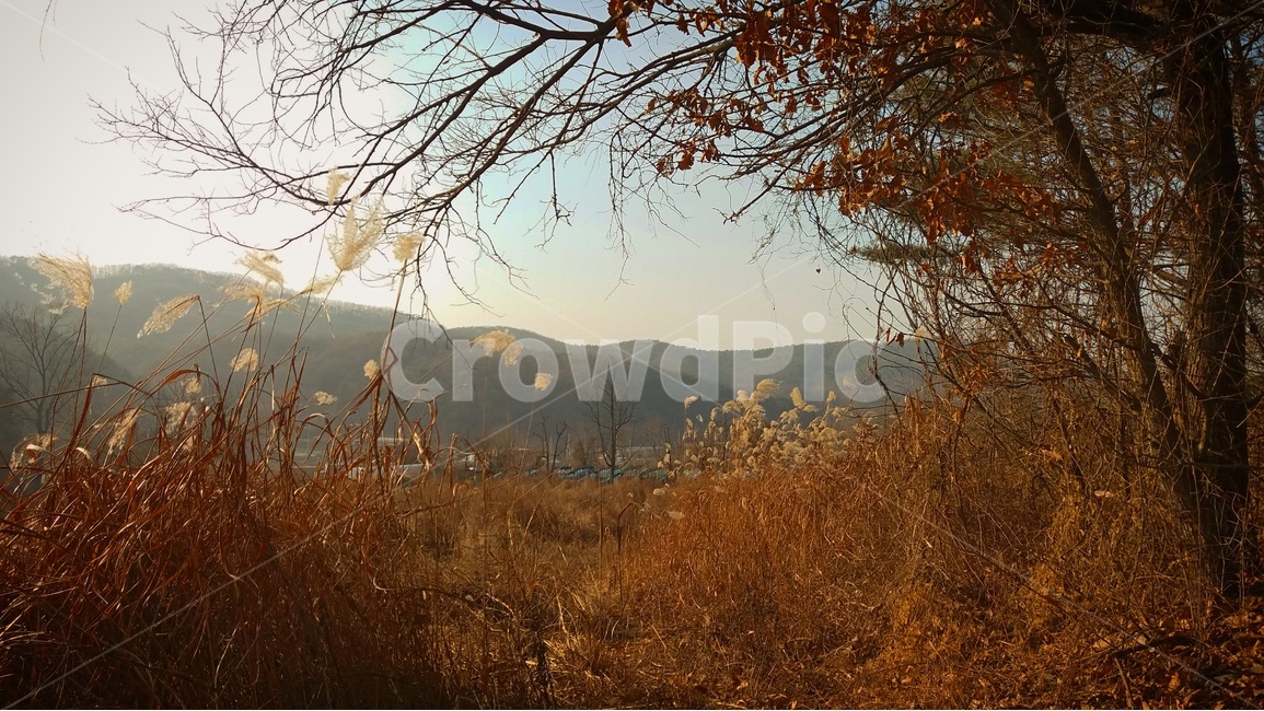 시골,자연,풍경,감성,가을,산,하늘,나무,오후,nature,emotion,autumn,fall,mountain,sky,trees,겨울,계절,winter,season,자연,풍경,nature,landscape,outdoors,옥외,tree,plant,식물,vegetation,초목,grass,잔디