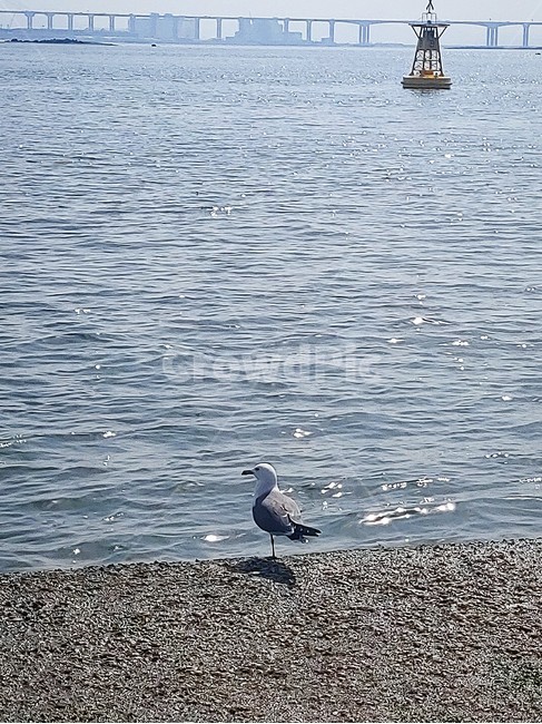 새,bird,animal,동물,갈매기,물,water,바다,풍경,자연,바닷가,seagull