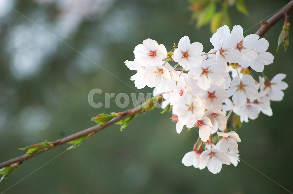 벚꽃,꽃,새싹,나무가지,봄,벚나무,plant,식물,tree,flower,식물,자연,plants,nature,꽃,flower