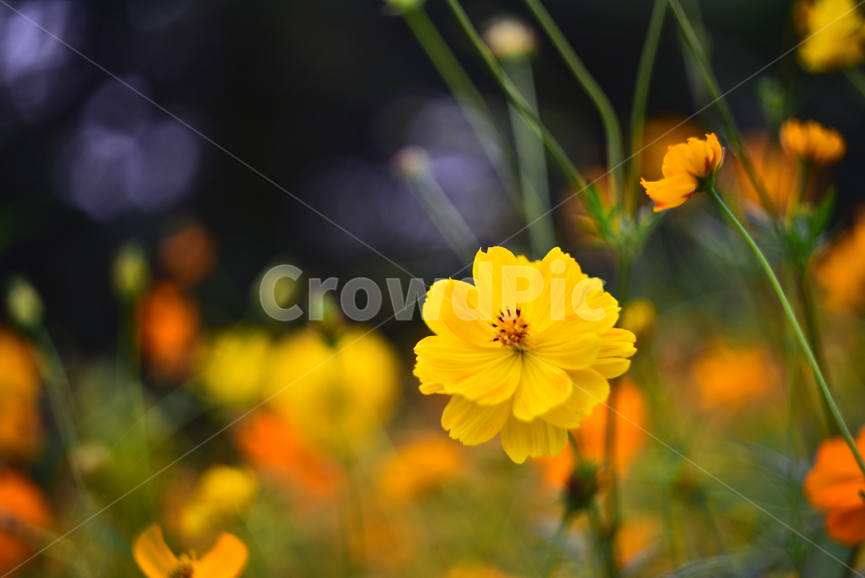 노랑코스모스,코스모스,꽃,가을꽃,꽃밭,야외,노랑색,가든,옥외,park,flowers,yellowcosmos,garden,background,blossom,yellow,올림픽공원,들꽃마루,outdoors,field,들,자연,nature,진노랑색꽃,가을배경,가을분위기,계절,시즌,season,보케,빛망울,식물,plant,배경,바탕,백그라운드,가을,계절,fall,autumn,season,식물,자연,plants,nature,꽃,flower