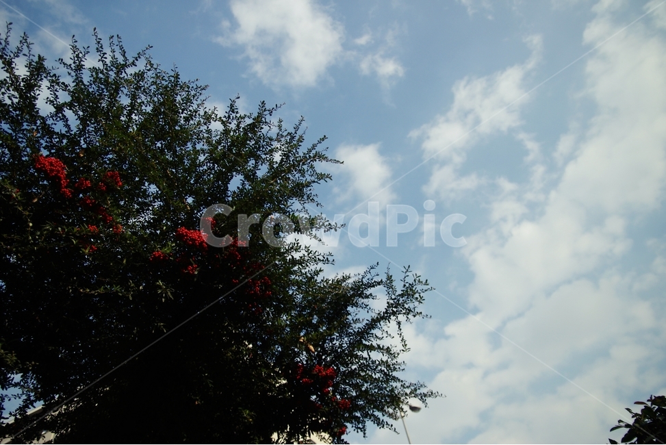 나무,열매,하늘,sky,tree,fruit,자연,풍경,nature,landscape,plant,식물