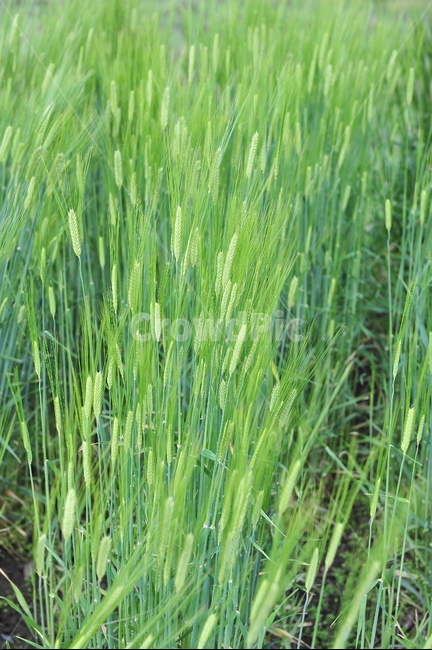 벼,논,농사,수확,가을,쌀,여름,식물,자연,plants,nature,산업,industry,industrial,농업,농사,agriculture,farming,farming industry