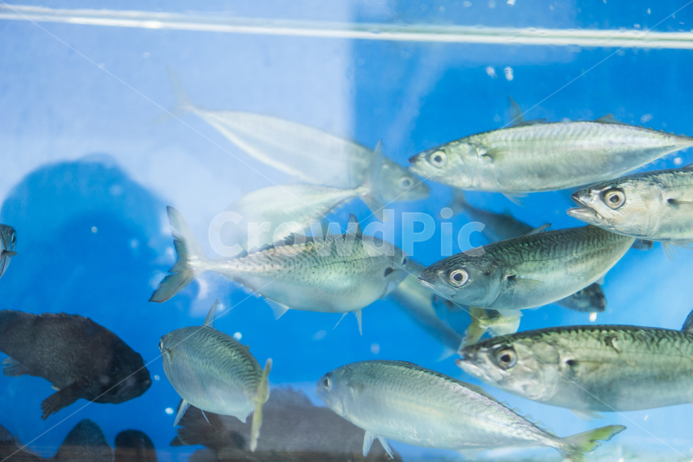 수족관,물고기,생선,비늘,활어,지느러미,aquarium,fish,squama,fin,어류,물고기,fish