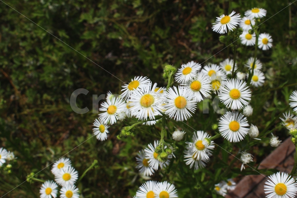 자연,여름,꽃,감성사진,색감,식물,자연,plants,nature,꽃,flower