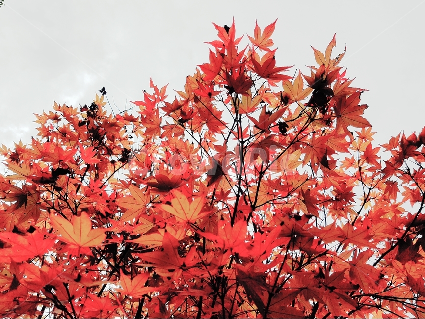 단풍잎,식물,자연,빨간색,계절,감성,가을,plant,autumn,nature,maple,background,배경,가을,계절,fall,autumn,season,식물,자연,plants,nature,leaf,잎,tree,나무,단풍