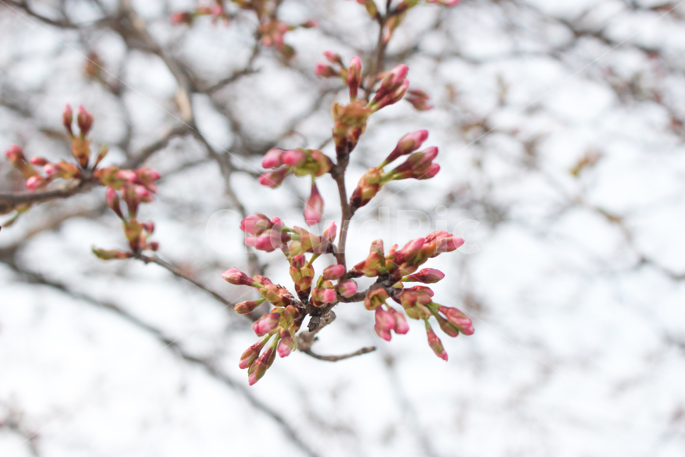 꽃몽우리,꽃봉오리,꽃망울,꽃,벚꽃,벚꽃나무,핑크,pink,flower,spring