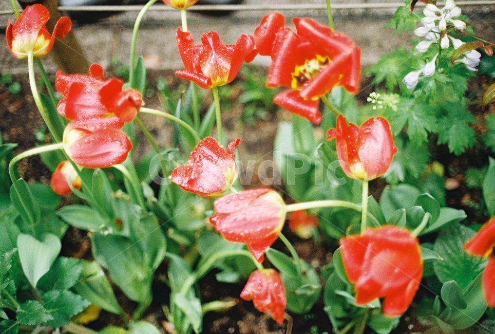 꽃,서울,비,비에젖은꽃,물에젖은꽃,색감대비,감성,감성사진,필름,필름사진,flower,rain,film
