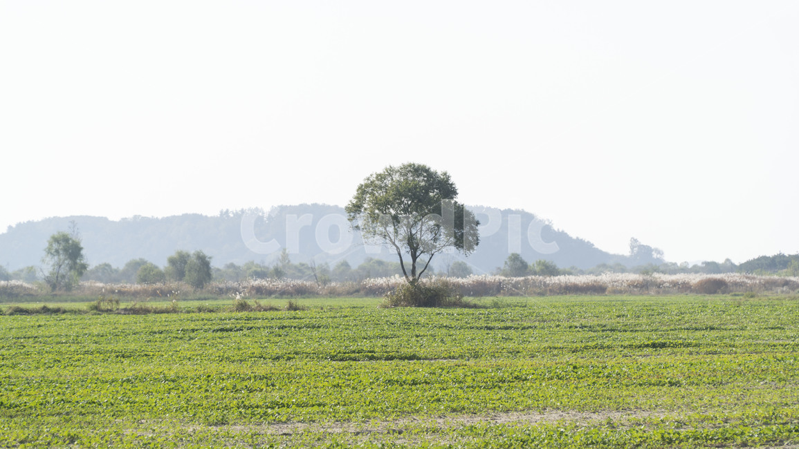 field,들,outdoors,nature,자연,grassland,나무,들판,시골,가을,하늘,자연,풍경,nature,landscape