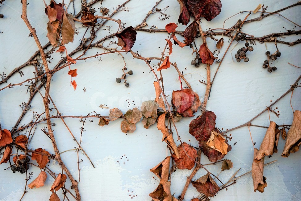 가을,계절,아이비,담쟁이,고착,벽,가을,계절,fall,autumn,season,leaf,잎,plant,식물