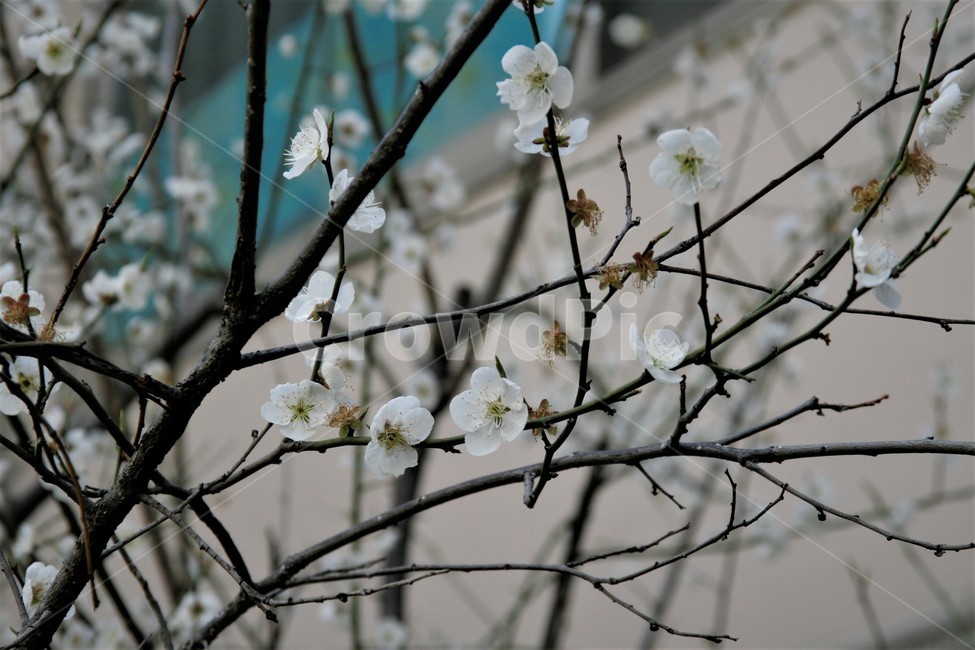 봄,벚꽃,꽃,꽃잎,벚꽃놀이,봄,계절,spring,season,식물,자연,plants,nature,꽃,flower,plant,blossom