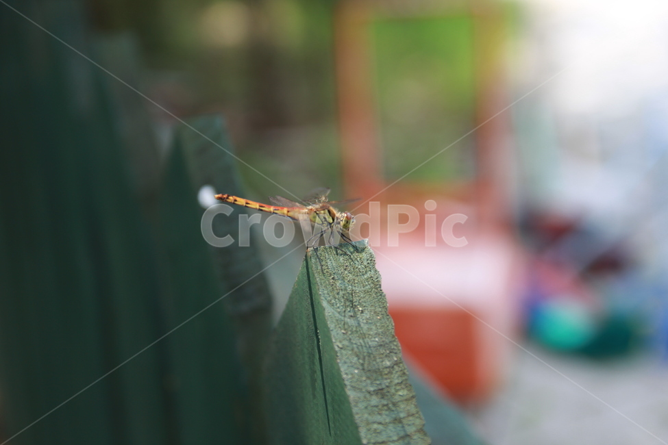 동물,자연,곤충,잠자리,휴식,고추잠자리,곤충,벌레,insect,bug