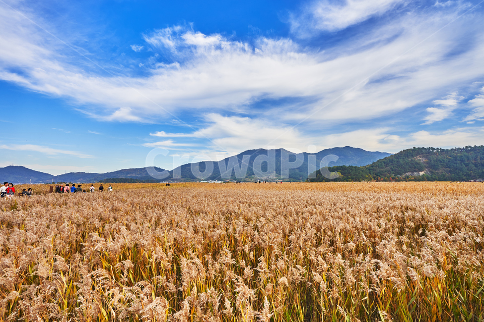 순천만습지,갈대,가을,자연,풍경,순천,순천만,갈대밭,하늘,산,가을,계절,fall,autumn,season,자연,풍경,nature,landscape,plant,식물,food,음식,vegetable,야채,grain,곡물