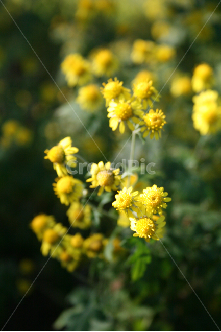 산국,소국,식물,flower,plants,nature,꽃,꽃봉오리,가을,가을향,식물,자연,plants,nature,꽃,flower
