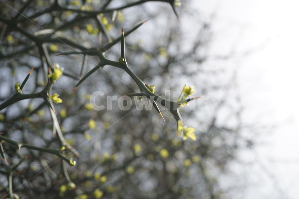 봄,4월,탱자나무,탱자나무가시,연두색,녹색,새순,봄,계절,spring,season,식물,자연,plants,nature,plant