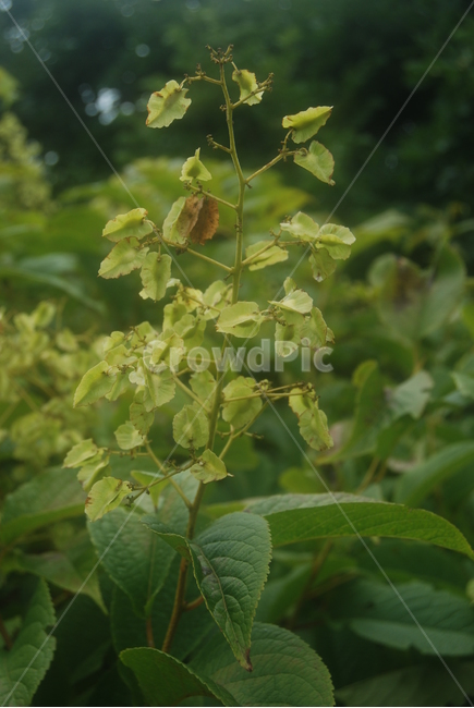 함백산,정선군,야생화,100대명산,자연,식물,자연,plants,nature