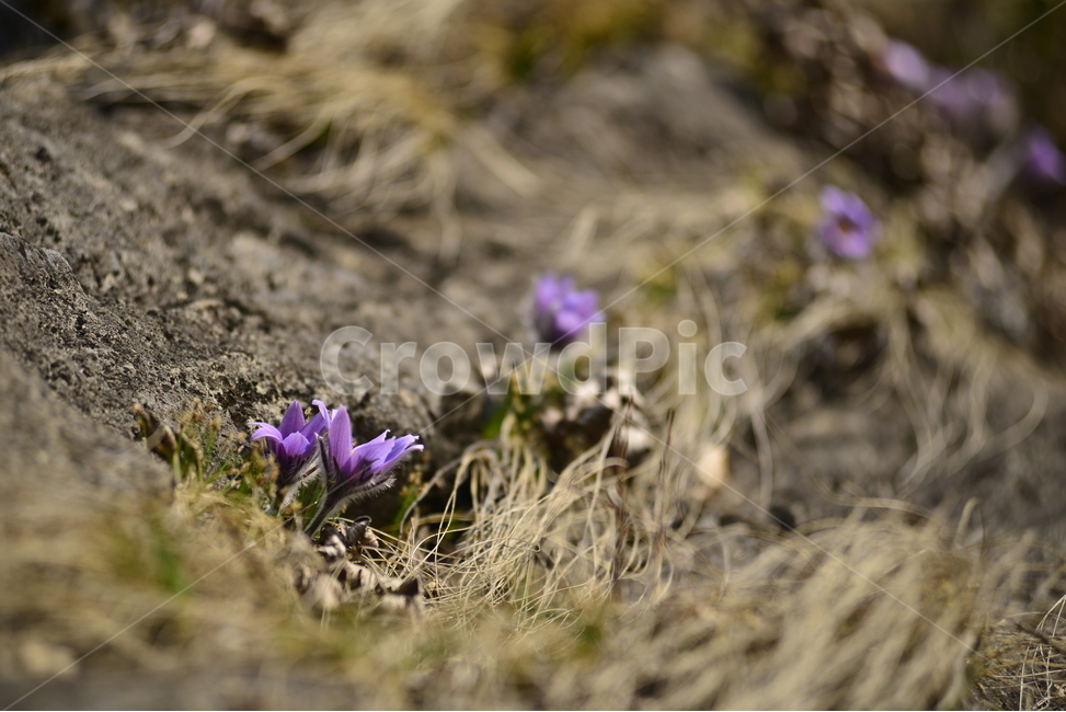 꽃,식물,plant,ground,flower,동강할미꽃