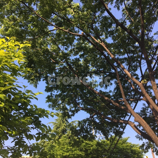 나무,숲,울창한,하늘,시원한
