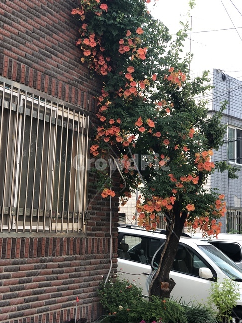 plant,식물,벽돌,brick,tree,나무,식물,자연,plants,nature,꽃,flower