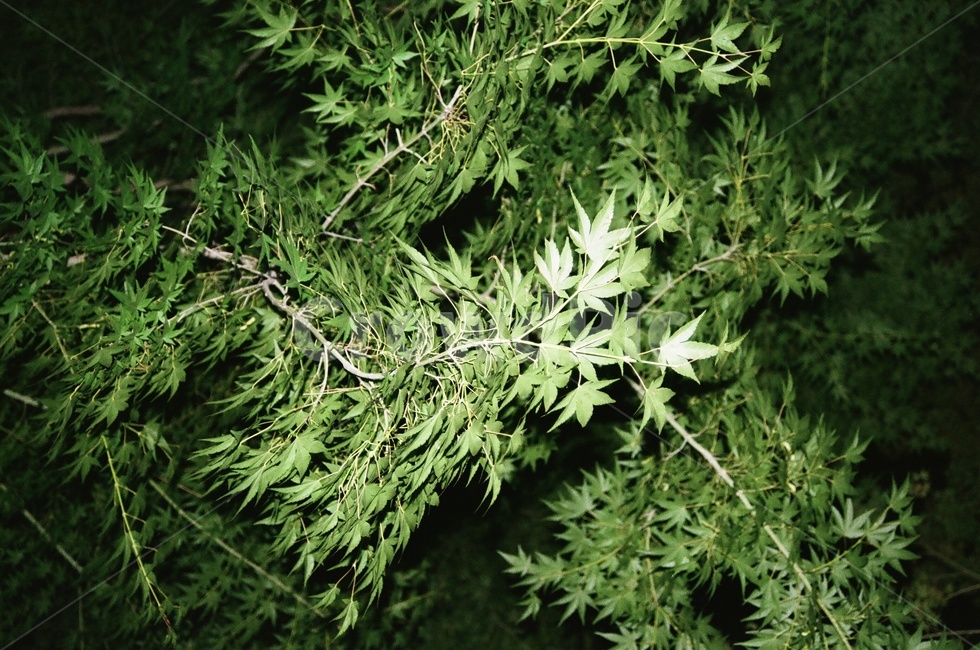 공원,밤,나무,단풍,단풍나무,녹색,식물,자연,plants,nature