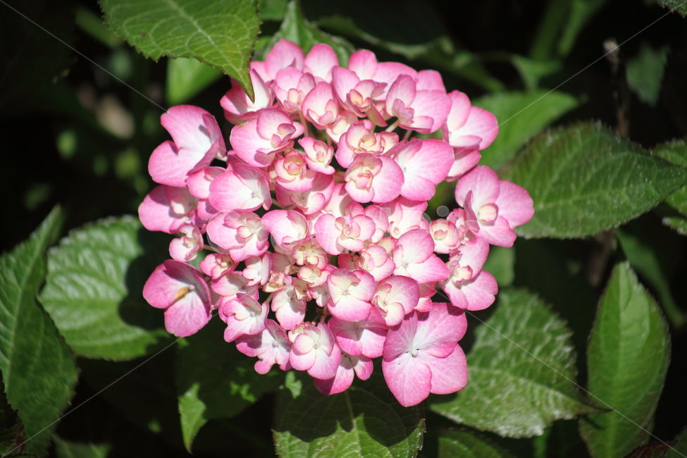 수국,꽃,자양화,수국꽃,hydrangea