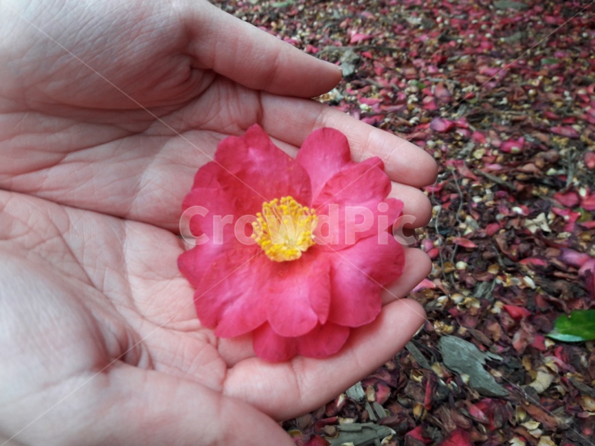 동백꽃,동백나무,손,빨간꽃,꽃,Camelliaflowers,camelliatrees,hands,redflowers,flowers