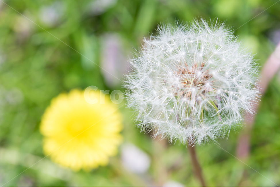 민들레,민들레꽃,봄,봄꽃,귀여운,봄,계절,spring,season,식물,자연,plants,nature,꽃,flower,plant,blossom,dandelion