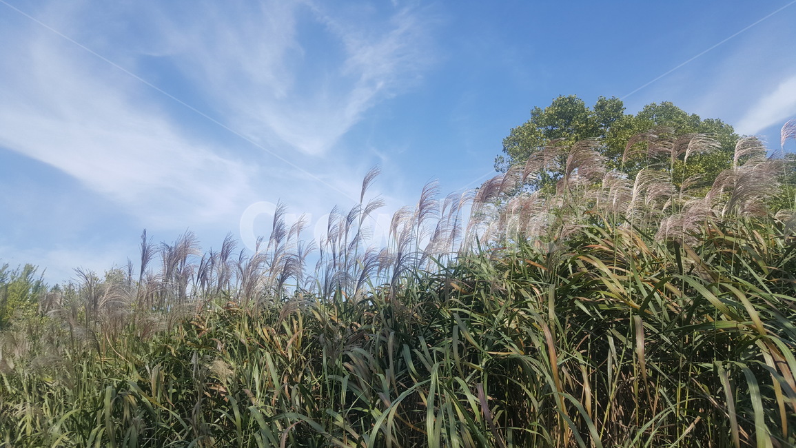 초록,가을,갈대,하늘,자연,나들이,가을,계절,fall,autumn,season,자연,풍경,nature,landscape,grass,잔디,plant,식물,lawn,reed