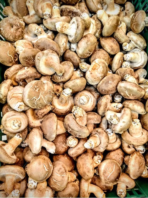 표고버섯,건강식품,웰빙,wellbing,mushroom,농작물,다이어트식품,버섯,mushroom