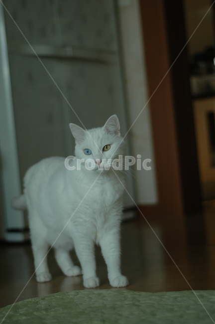 오드아이,고양이,터키쉬앙고라,흰색,엎드린,애완동물,동물,반려동물,서있는,전신,주방배경,냉장고