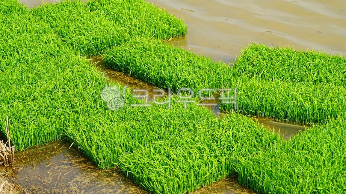모내기,모판,모종,모,벼,rice,ricepaddy,논,riceplaniting,riceseeding