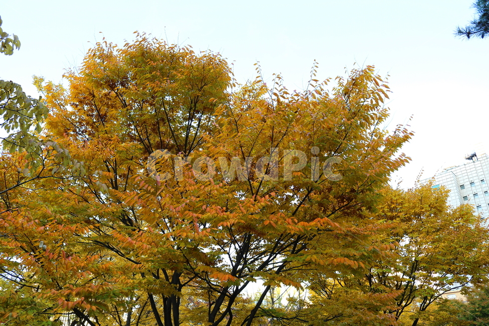 단풍,나무,단풍나무,느티나무,가을,자연,풍경,가을,계절,fall,autumn,season,식물,자연,plants,nature,나무,trees,wood,tree,plant
