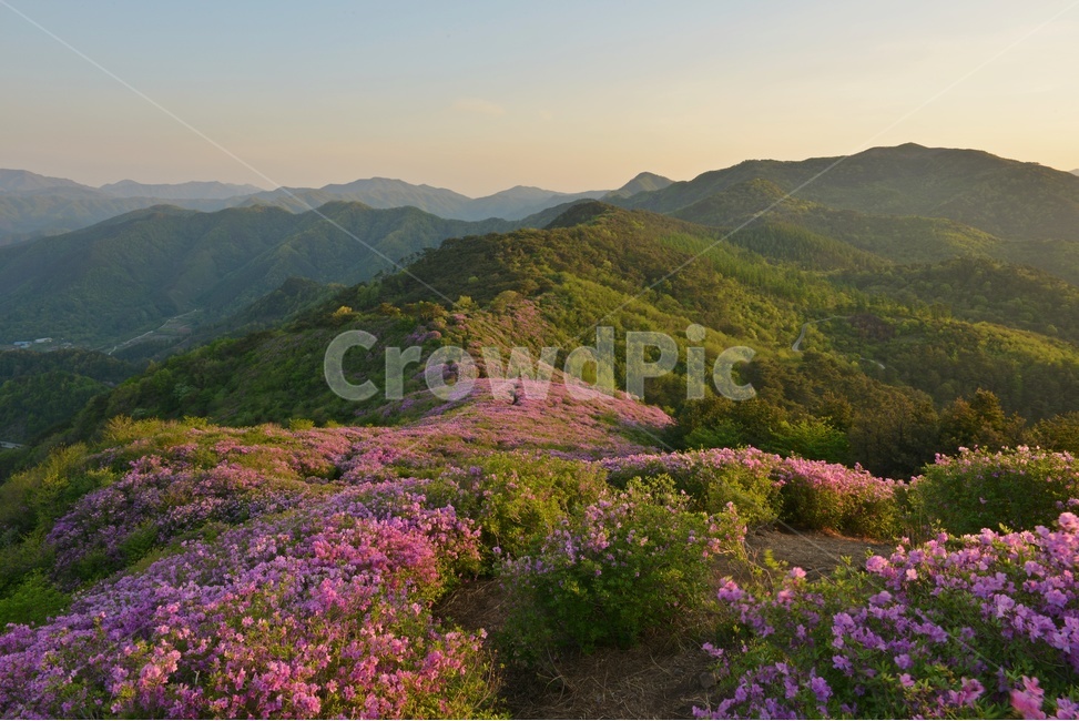 plant,식물,blossom,전북,남원,봉화산,봉화산철쭉제,철쭉,철뚝꽃,철뚝제,봉화산아침,여명,일출,해돋이,flower,꽃,flare,플레어,light,빛,sunlight,햇빛,자연,outdoors,옥외,mountain,산,mountainrange,산맥,slope,경사