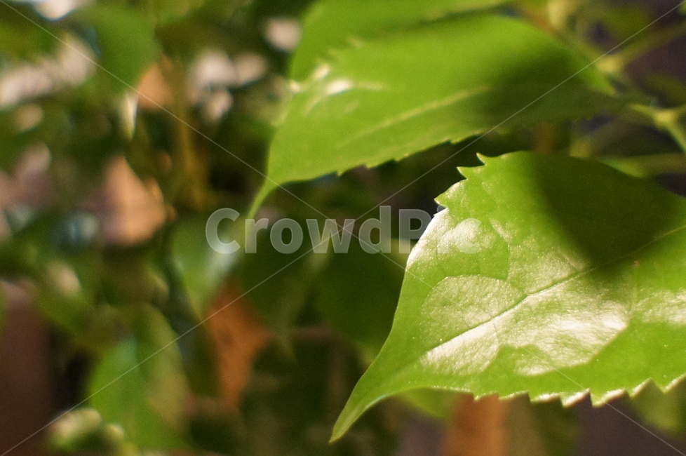 나무,나뭇잎,나무잎,화분,자연,초록,organic,textured,backgrounds,freshness,beautyinnature,tree,plant,식물,greencolor,grass,nature,식물,자연,plants,nature
