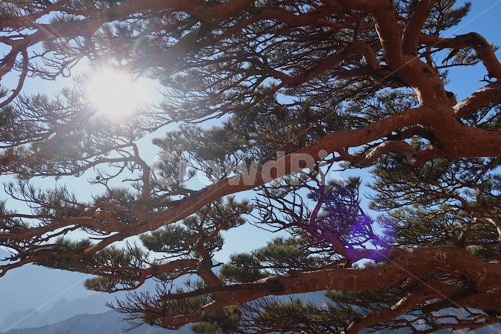 나무,해,설악산,등산,산,맑음,겨울,눈,소나무,우직함,식물,자연,plants,nature,나무,trees,wood
