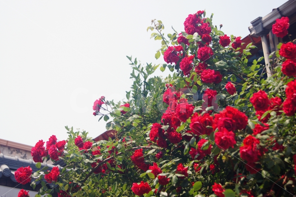 장미,오후,꽃,빨강,식물,식물,자연,plants,nature,꽃,flower