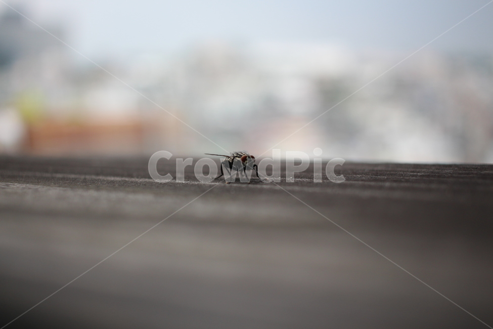 파리,곤충,작은,생명,날개,곤충,벌레,insect,bug
