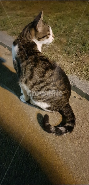 고양이,cat,동물,꼬리,뒷모습,옆모습