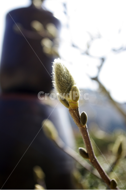 꽃봉오리,꽃,flower,새싹,봄,목련,식물,싹,plant