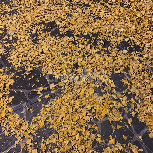 은행나무,은행잎,노란색,노랑,감성,빈티지,가을,계절,fall,autumn,season,plant,식물
