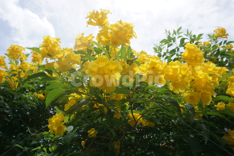 꽃,flower,노란꽃,식물,plant,노랑,노란색,초록,초록색,yellow