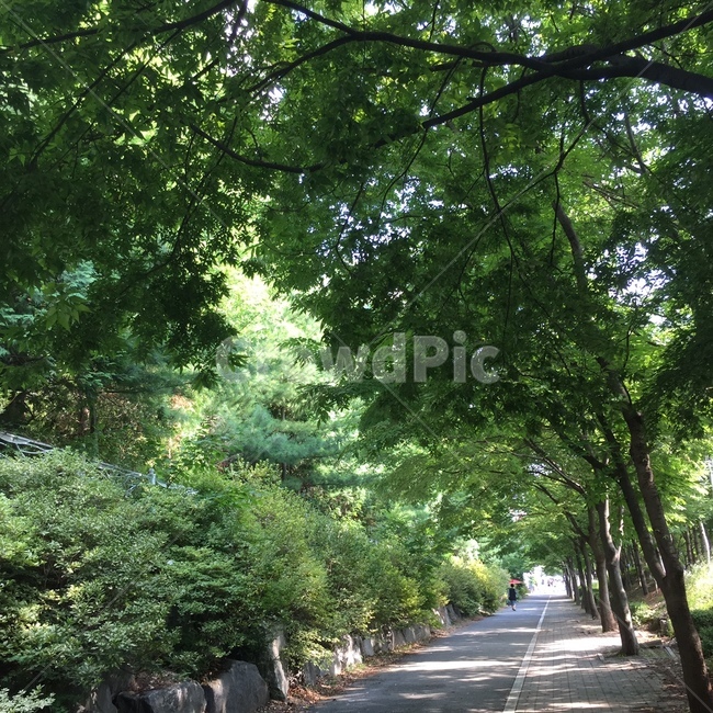 풍경,길거리,여름,초록,파릇파릇