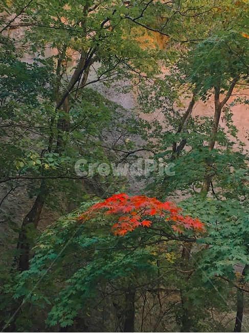 가을,산,산행,단풍,자연,autumn,mountain,hiking,maple,nature,나무,trees,wood