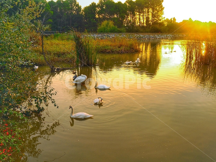 해외,유럽,스페인,순례길,동물,산티아고,오리,자연,spain,santiago,animal,duck,natural,동물,animal,조류,새,birds
